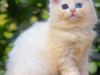 Dollface Persian Kittens