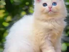 Dollface Persian Kittens