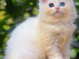 Dollface Persian Kittens