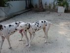 Dalmation Dog