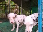 Dalmatian Puppy