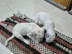 Dalmatian Puppies