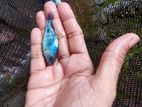 dolphin malavi fish