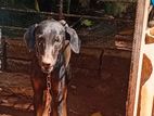 Dobermann Dog