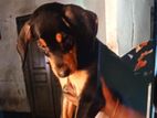 Doberman Puppies