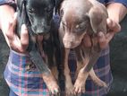 Doberman Puppies