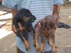 Doberman Puppies