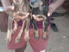 Doberman Puppies