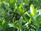 දොඹ පැ ළ / Domba Plants