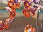 Dombo Ear Guppy