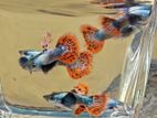 Dombo Mosaic (Big Ear) Guppy