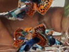 Dombo Mosaic (big Ear) Guppy
