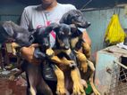 Dobermann Puppies