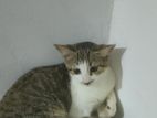 Kitten for Kind Home