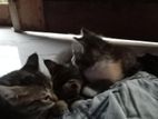 domestic short-hair tabby kitten for free