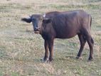 Domesticated Buffalo