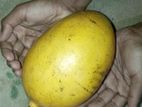 Domicus Mango