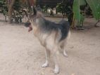 German Shepherd Puppy