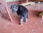 German Shepherd Puppies