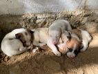 Puppies for Kind Home
