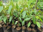 Dooriyan Plants - දූරියන් පැල