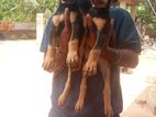 doperman