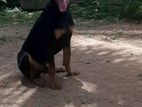 Doberman Dog