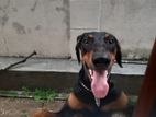 Doberman Dog