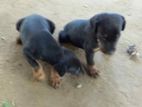 Doberman Puppies