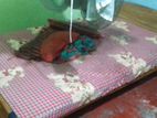 Double Bed with Mattress