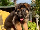 Double Coat German Shepherd Puppy