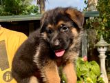 Double Coat German Shepherd Puppy