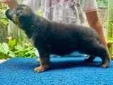 Double Coat German Shepherd Puppy