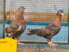 Pigeons