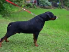 Rottweiler Male Dog