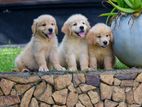 Double Side Golden Retriever Puppies