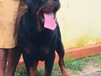 Rottweiler Male Dog