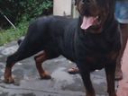 Double Side Rottweiler Male