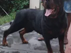 Double Side Rottweiler Male