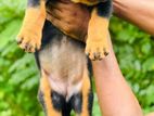 Double Side Rottweiler Puppies