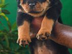 Double Side Imported Rottweiler Puppies