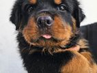 Rottweiler Puppies