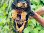 Double Side Imported Rottweiler Puppy