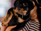 Double Side Rotweiler Puppies