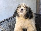 Shih Tzu Female (double Side Imported)