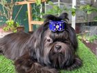 Shih Tzu Puppy