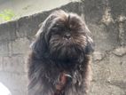 Double Side Imported Shih Tzu Puppies