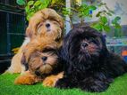 Shih Tzu Puppies