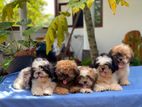 Double Side Imported Shih Tzu Puppies