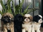 Shihtzu Puppies